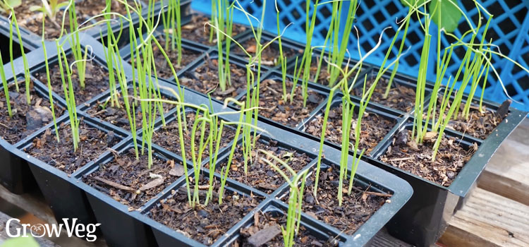 Onions in a plug tray